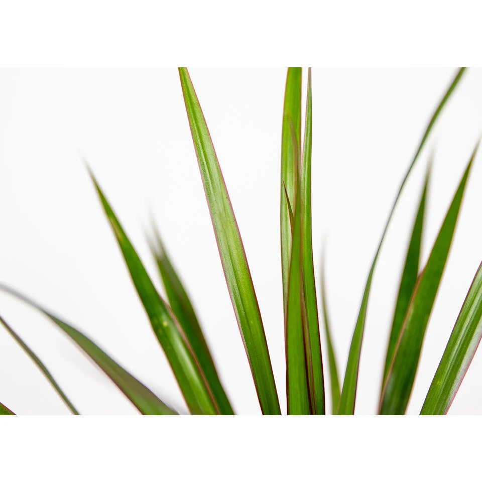 Dracaena Marginata P12H30 - Afbeelding 3