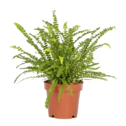 Nephrolepis Duffi P12H15