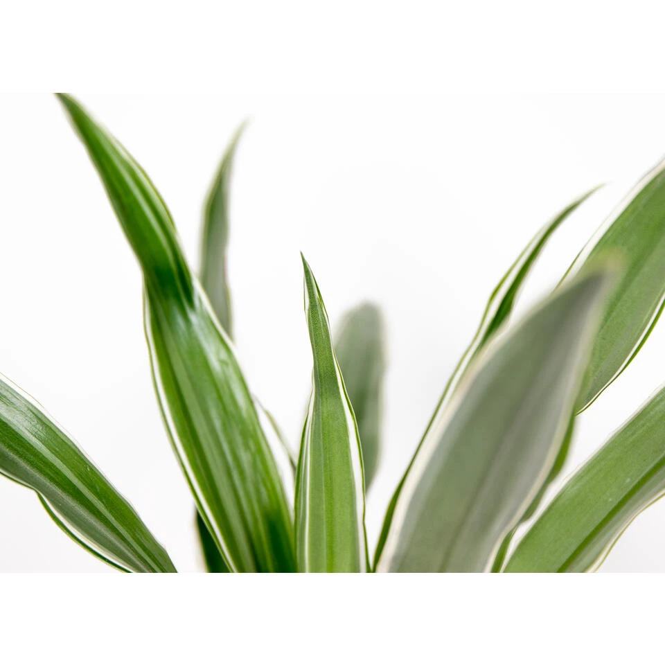 Dracaena Wahnecki P12H30 - Afbeelding 2