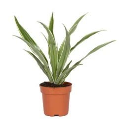 Dracaena Wahnecki P12H30