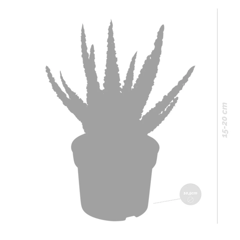 Aloë Zebrina Dannyz P10.5H15 - Afbeelding 2