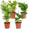 4x Tropische Kamerplanten Mix – Luchtzuiverend – ⌀12 Cm - ↕ 25-40 Cm