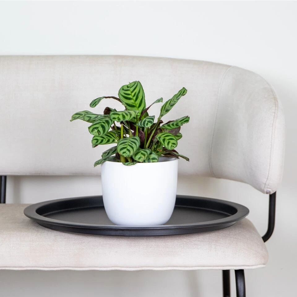 Ctenanthe Burle-Marxii P12H10 - Afbeelding 2