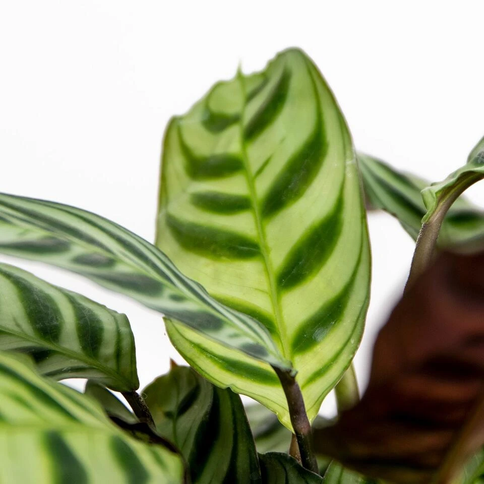 Ctenanthe Burle-Marxii P12H10 - Afbeelding 3