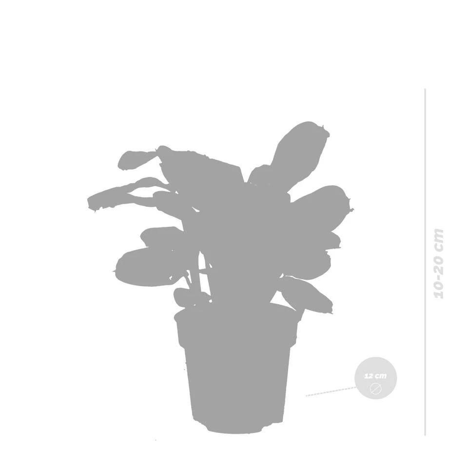 Ctenanthe Burle-Marxii P12H10 - Afbeelding 4