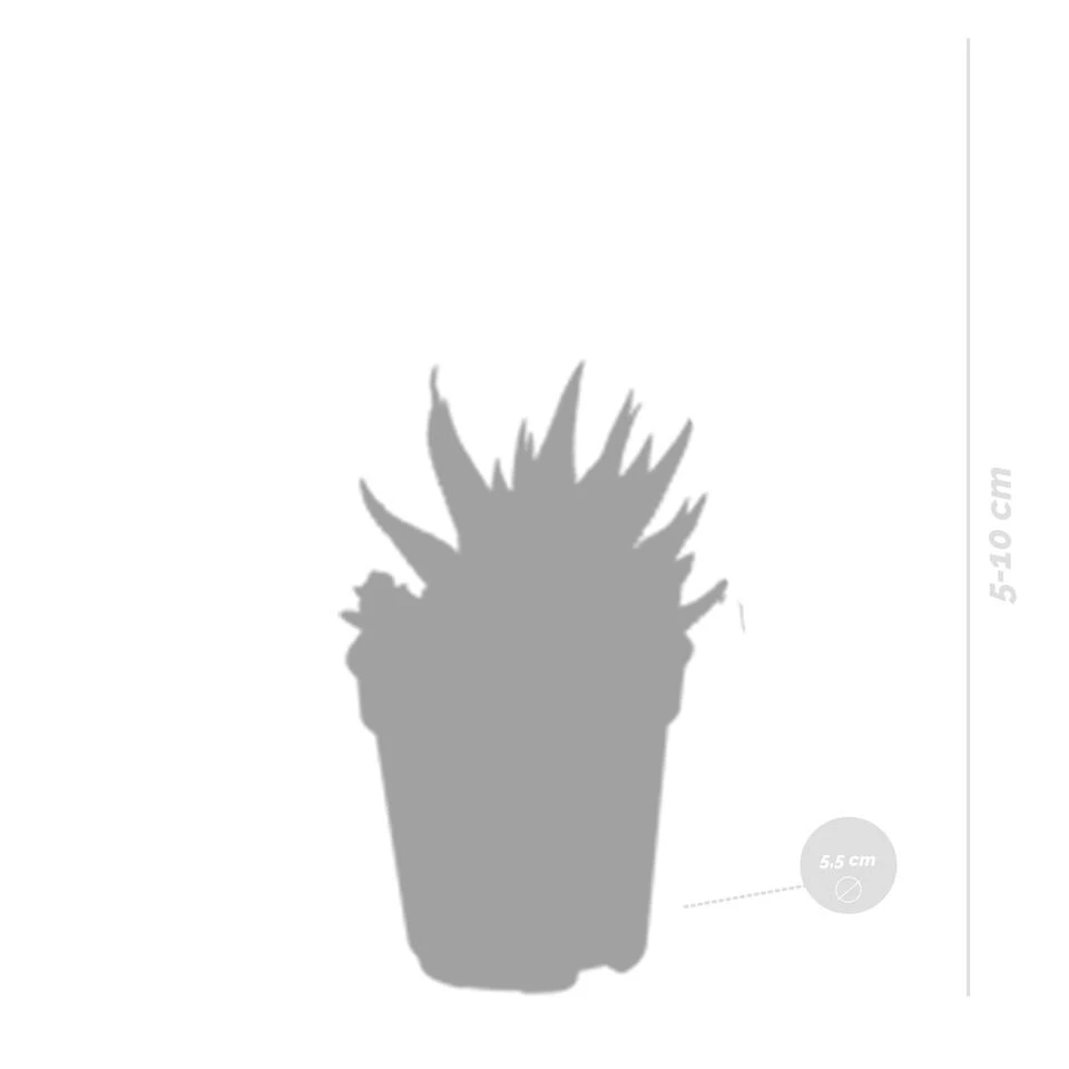 5x Vetplanten Mix 2 - P5.5H5 - Afbeelding 2