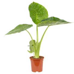 Alocasia Macrorrhiza P17H50
