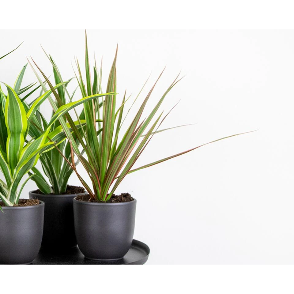 Dracaena Bicolor P12H25 - Afbeelding 2