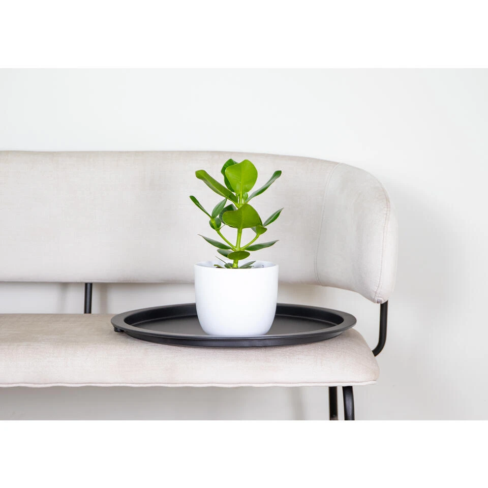 Clusia Princess P12H20 - Afbeelding 2