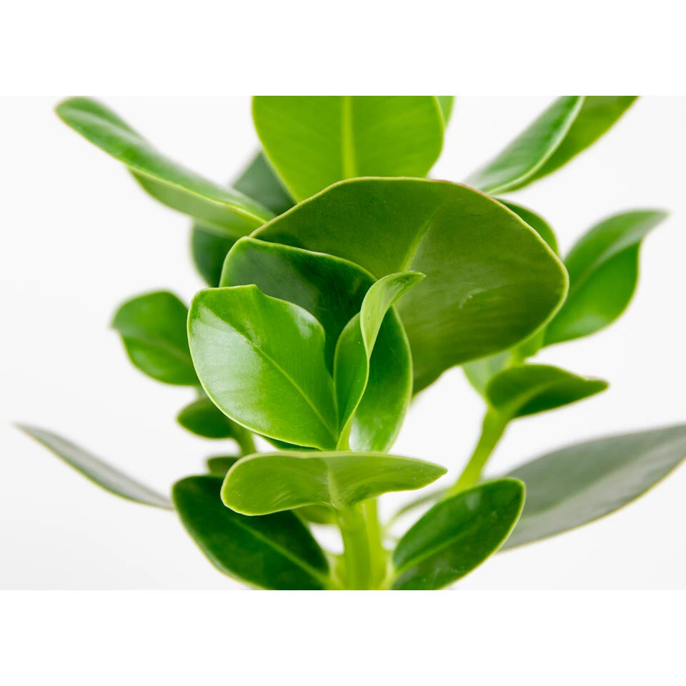 Clusia Princess P12H20 - Afbeelding 3