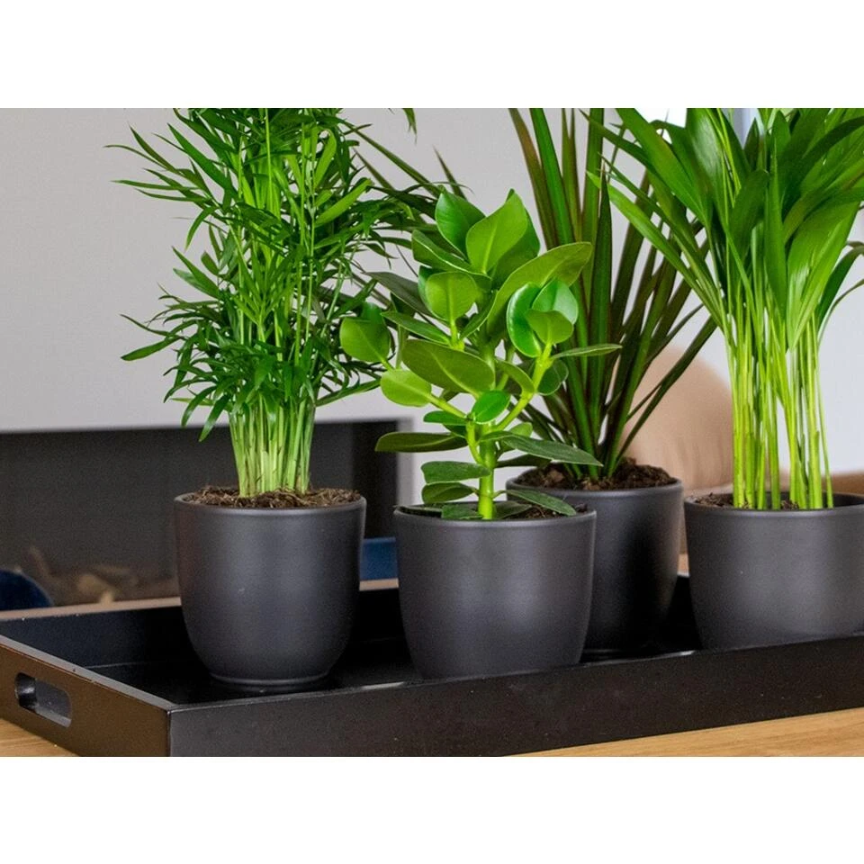 Clusia Princess P12H20 - Afbeelding 4