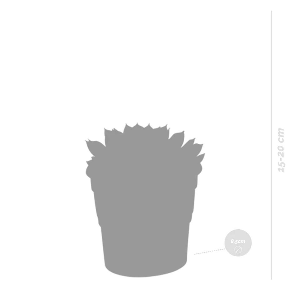 3x Echeveria Mix - Terracotta Pot P8.5H15 - Afbeelding 2