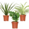 3x Kamerplanten Mix – ⌀12 Cm -↕ 25-35 Cm