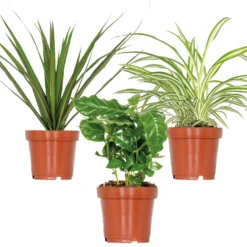 3x Kamerplanten Mix – ⌀12 Cm -↕ 25-35 Cm