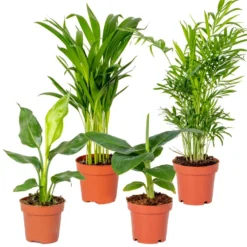 4x Hippe Kamerplanten Mix β Luchtzuiverend β β12 Cm - β20-45 Cm