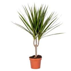 Dracaena Marginata Kleine Stam P12H35