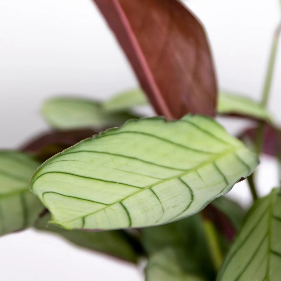 Ctenanthe Amagris P12H10 - Afbeelding 3