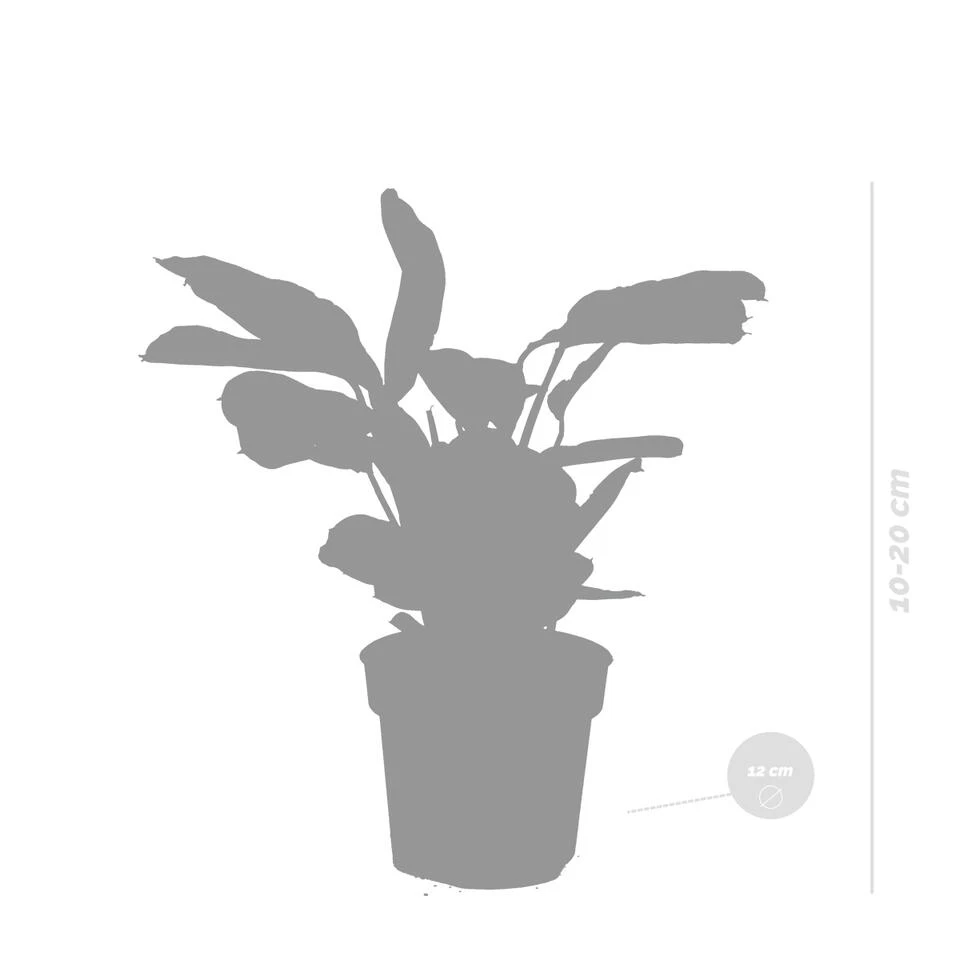 Ctenanthe Amagris P12H10 - Afbeelding 4