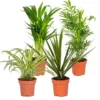 4x Luchtzuiverende Mix - Kamerplant - ⌀12 Cm -↕ 25-45cm