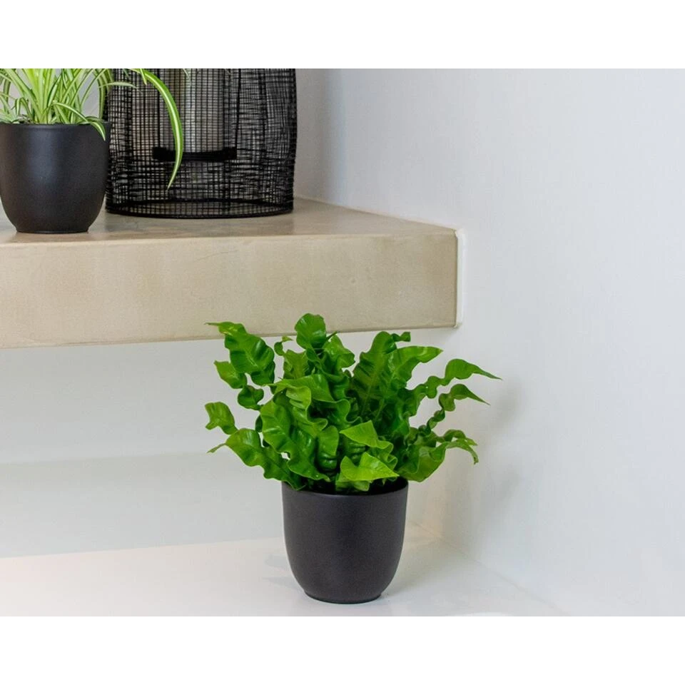 Asplenium Crispy Wave P12H15 - Afbeelding 2