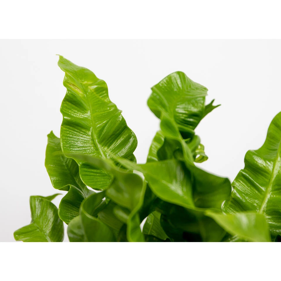 Asplenium Crispy Wave P12H15 - Afbeelding 3