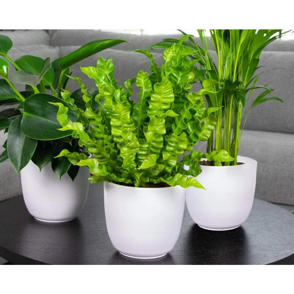 Asplenium Crispy Wave P12H15 - Afbeelding 4