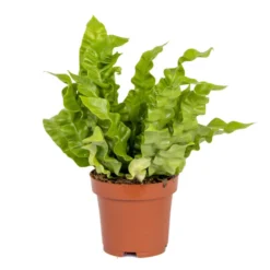 Asplenium Crispy Wave P12H15