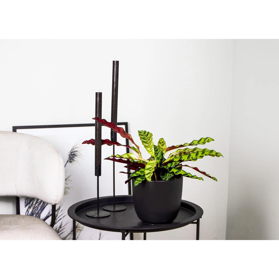 Calathea Insignis P12H25 - Afbeelding 2