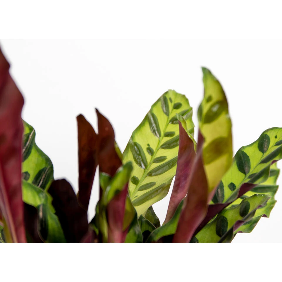 Calathea Insignis P12H25 - Afbeelding 3