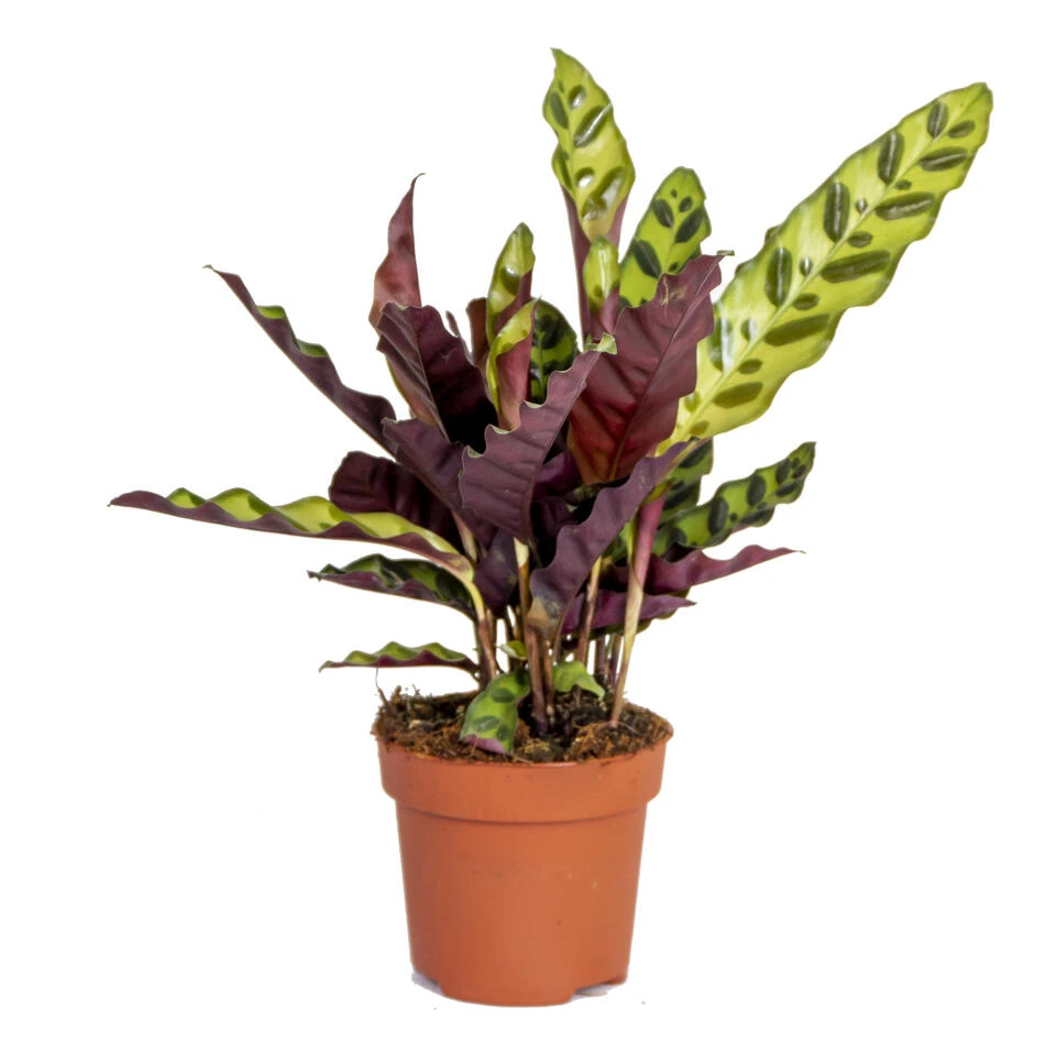 Calathea Insignis P12H25