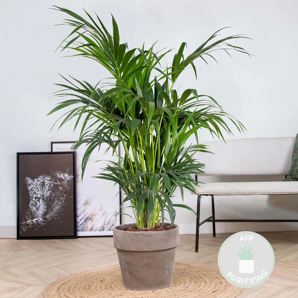 Howea Forsteriana - Kentiapalm - β24 Cm - β120-130 Cm - Afbeelding 2