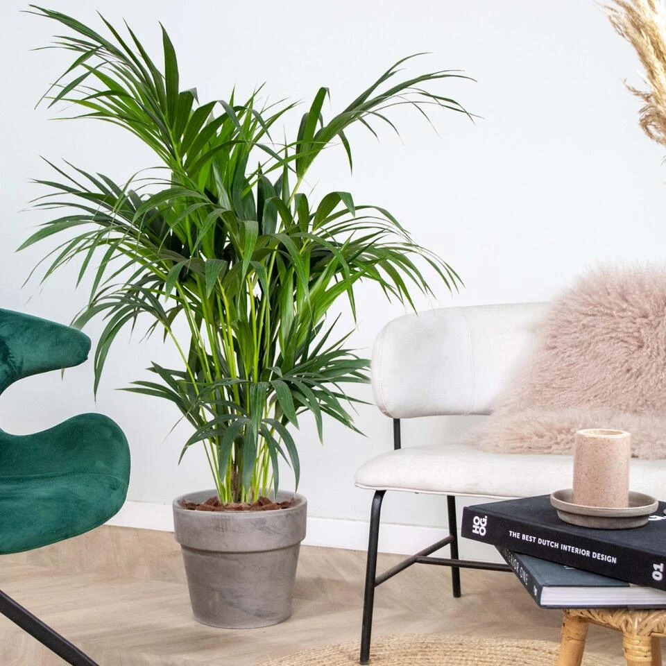 Howea Forsteriana - Kentiapalm - β24 Cm - β120-130 Cm - Afbeelding 4