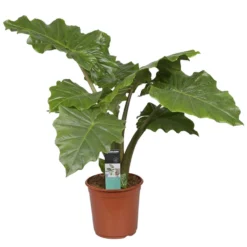 Alocasia Portadora P21H80