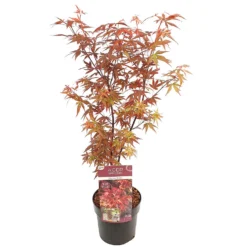 Acer 'Skeeter's Broom' – Japanse Esdoorn – ⌀19 Cm - ↕60-70 Cm