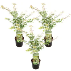 3x Acer Palmatum 'Ukigumo' – Japanse Esdoorn – ⌀13cm - ↕30-35cm
