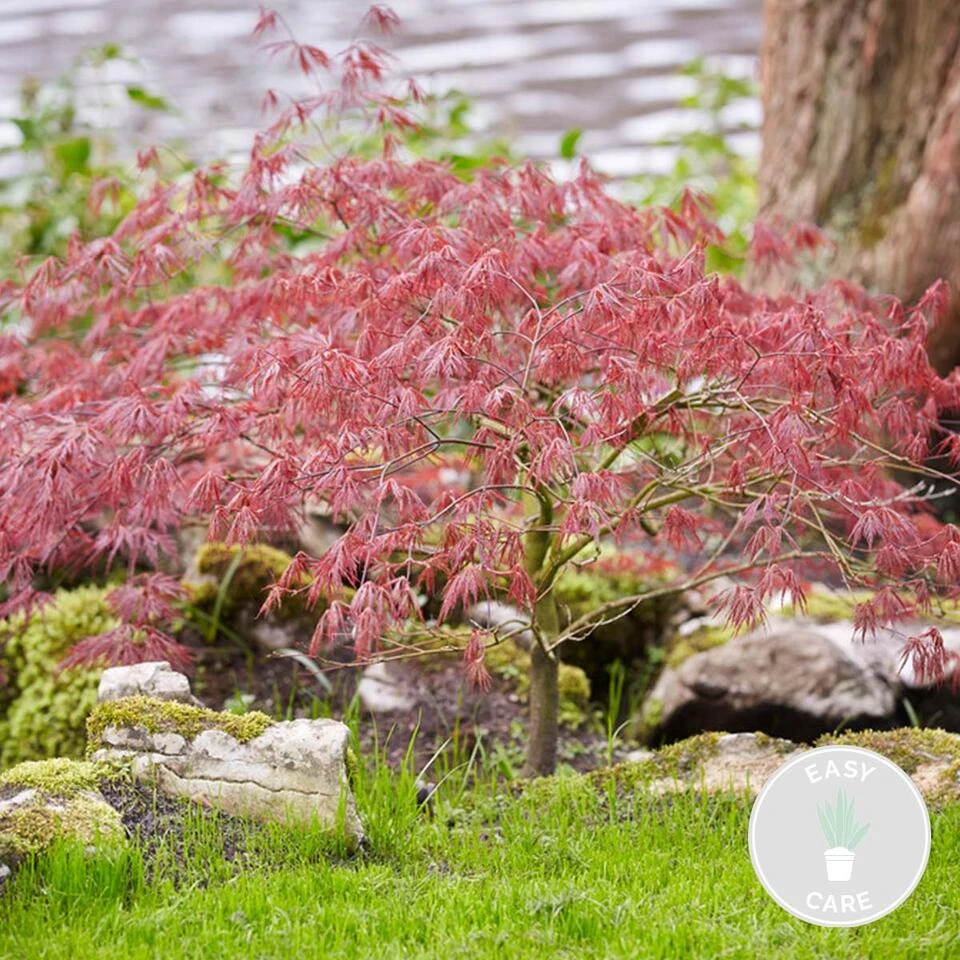 Acer 'Amagi Shigure' β Japanse Esdoorn β β13cm - β 25-35cm - Afbeelding 2