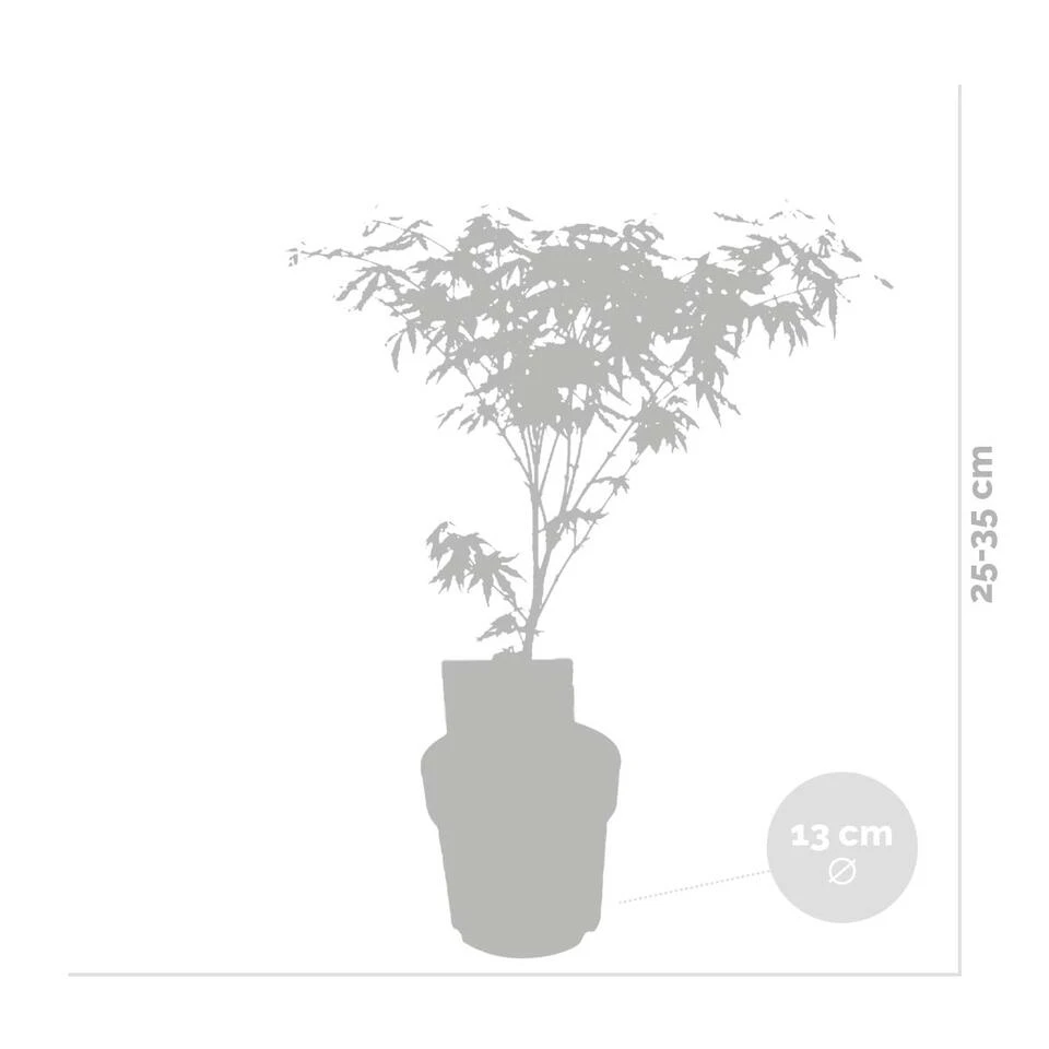 Acer 'Amagi Shigure' β Japanse Esdoorn β β13cm - β 25-35cm - Afbeelding 3