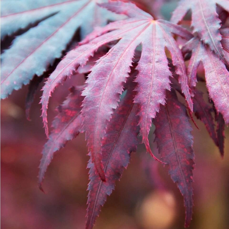 Acer 'Amagi Shigure' β Japanse Esdoorn β β13cm - β 25-35cm - Afbeelding 4