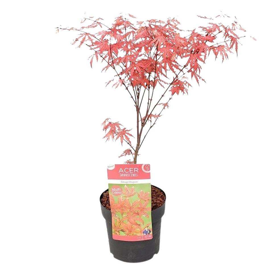 Acer 'Amagi Shigure' β Japanse Esdoorn β β13cm - β 25-35cm