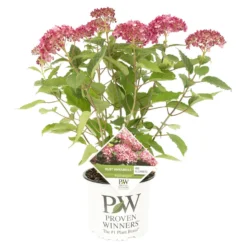 Hydrangea 'Ruby Annabelle' – Hortensia – ⌀19 Cm - ↕40-50 Cm