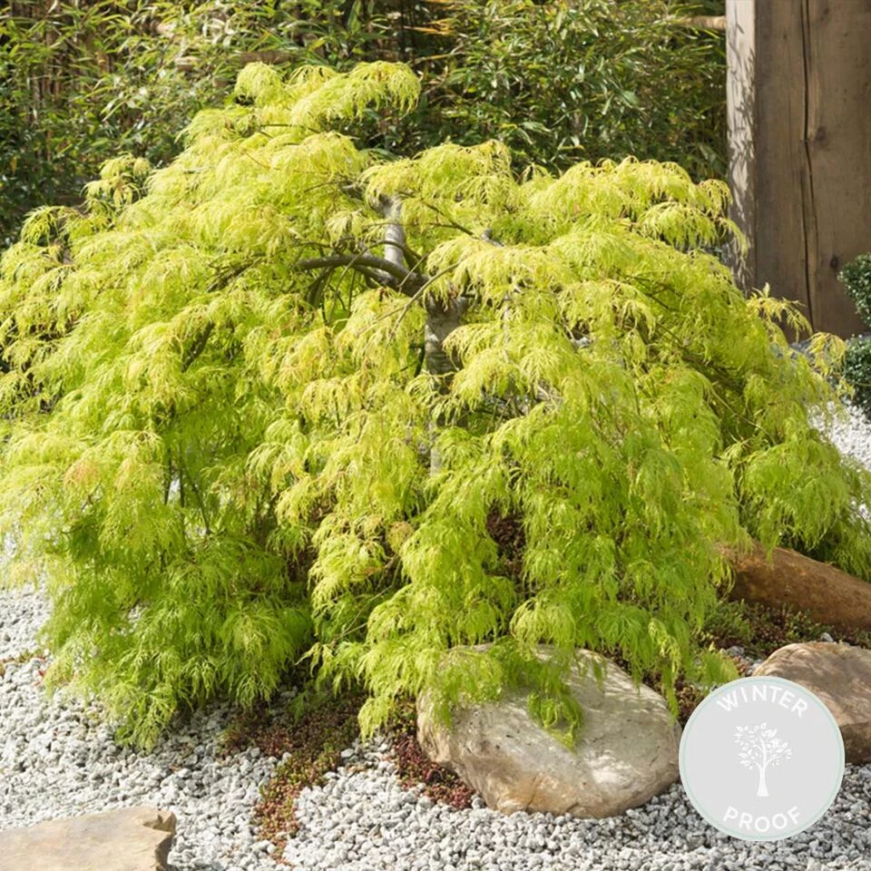 Acer Palmatum 'Going Green' β Japanse Esdoorn β β13 Cm - β20-25 Cm - Afbeelding 2