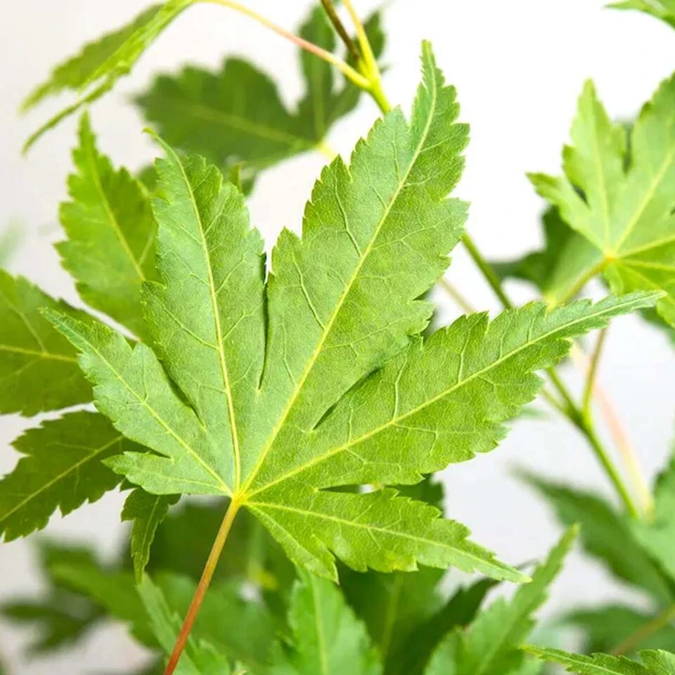 Acer Palmatum 'Going Green' β Japanse Esdoorn β β13 Cm - β20-25 Cm - Afbeelding 4