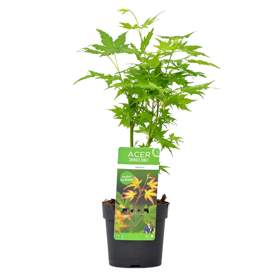 Acer Palmatum 'Going Green' β Japanse Esdoorn β β13 Cm - β20-25 Cm