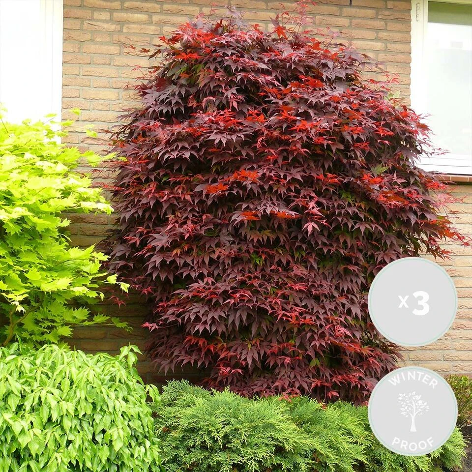 3x Acer 'Atropurpureum' - Japanse Esdoorn- ⌀13 Cm - ↕25-35 Cm - Afbeelding 2