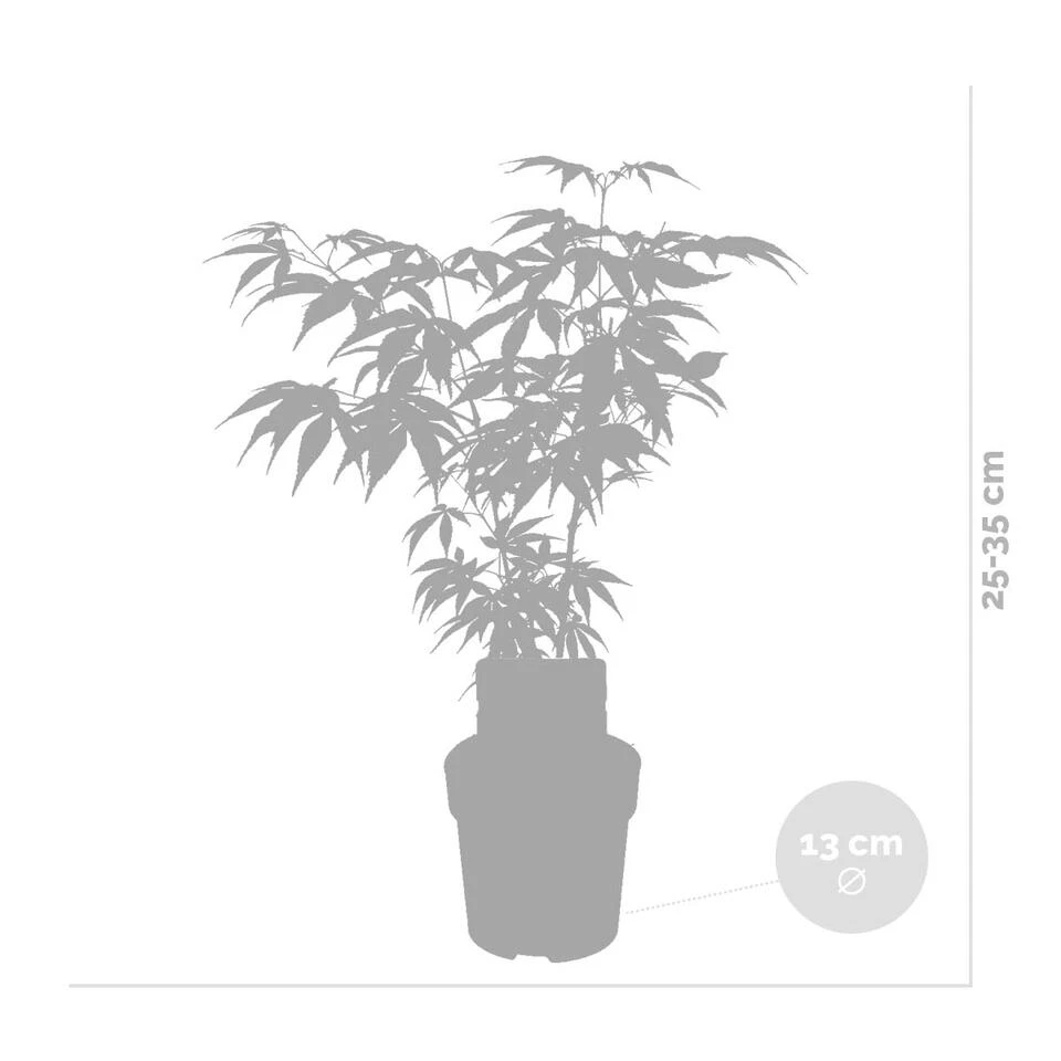3x Acer 'Atropurpureum' - Japanse Esdoorn- ⌀13 Cm - ↕25-35 Cm - Afbeelding 3