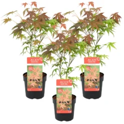 3x Acer 'Atropurpureum' - Japanse Esdoorn- ⌀13 Cm - ↕25-35 Cm