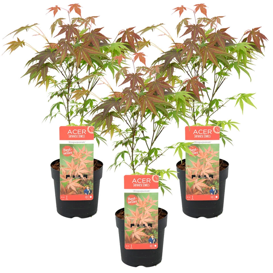 3x Acer 'Atropurpureum' - Japanse Esdoorn- ⌀13 Cm - ↕25-35 Cm