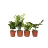 Budget Mix Van 4 Luchtzuiverende Kamerplanten - Pot 12cm - Hoogte 25-40cm