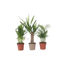 Mini Palmen Mix - Set Van 3 Stuks - Kamerplanten - Pot 12cm - Hoogte 30-40cm