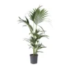 Kentia Palm - Howea Forsteriana - Pot 18cm - Hoogte 90-100cm